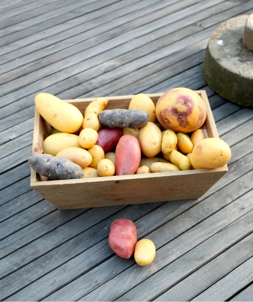 D Vegetables Courtier En Pommes De Terres Slide 03
